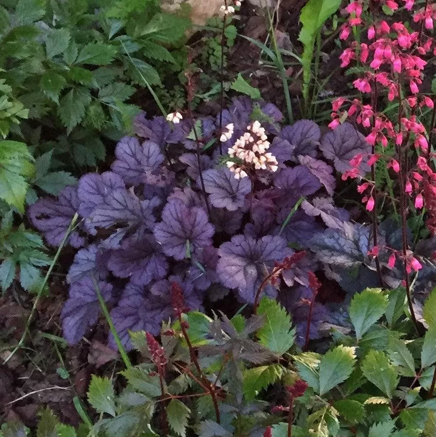 Heuchera 'Grape Expectations'- Grape Expectations Coral Bells