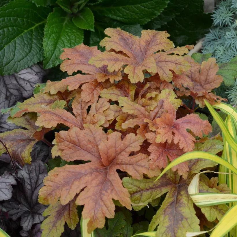 Heuchera 'Hopscotch'- PW Fun and Games Hopscotch Coral Bells