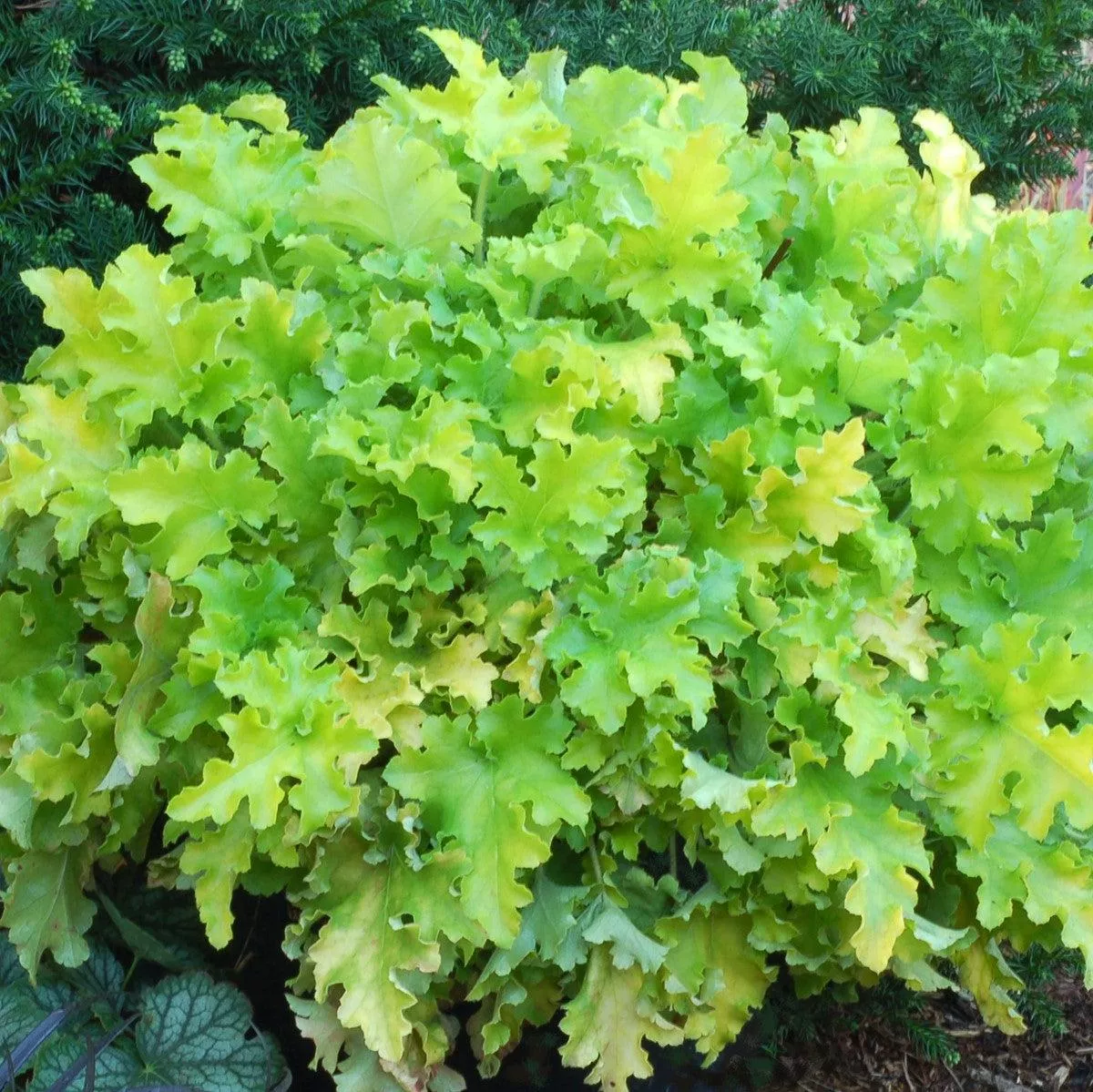 Heuchera ‘Lime Marmalade’- Lime Marmalade Heuchera