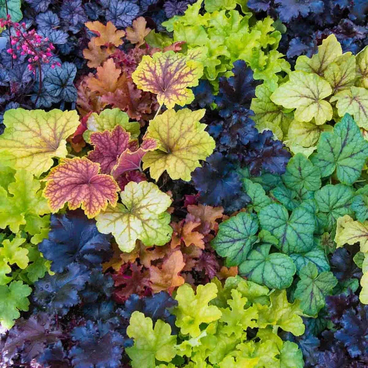 Heuchera Mixture