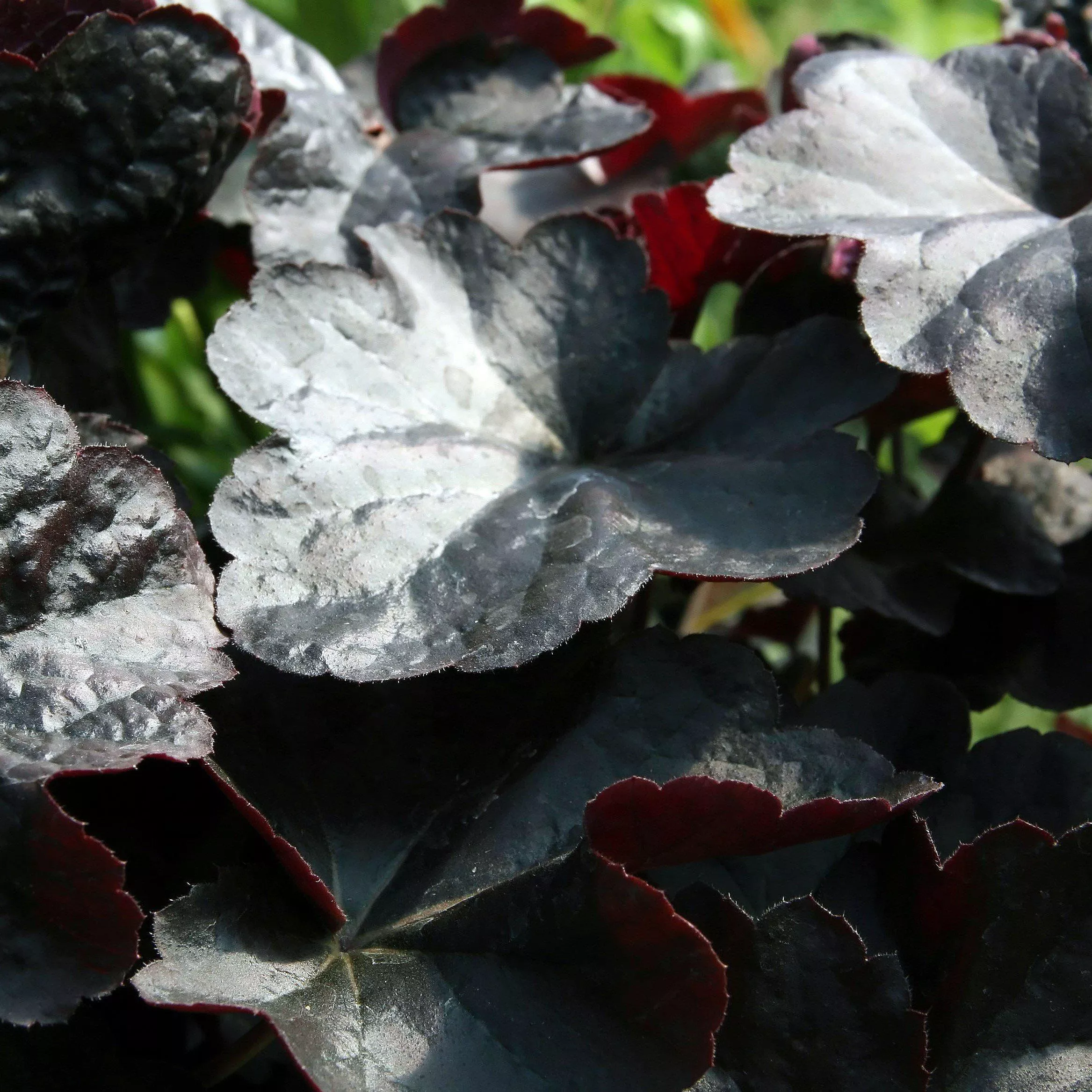 Heuchera 'Obsidian'- Obsidian Coral Bells