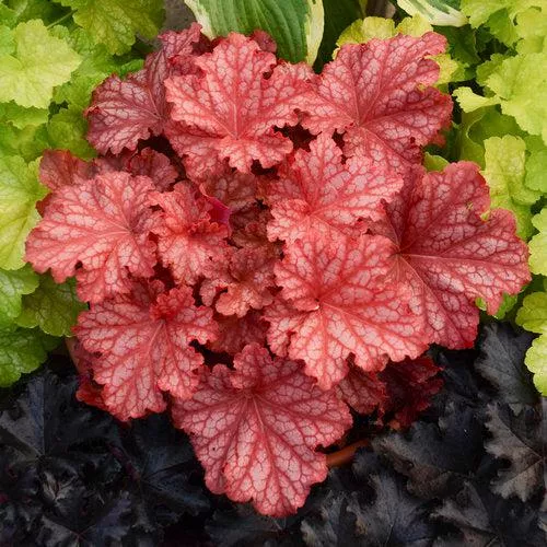 Heuchera 'Peachberry Ice'- Primo Peachberry Ice Heuchera