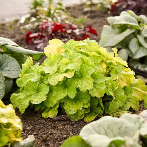 Heuchera 'Pistachio Ambrosia'- Primo Pistachio Ambrosia Heuchera