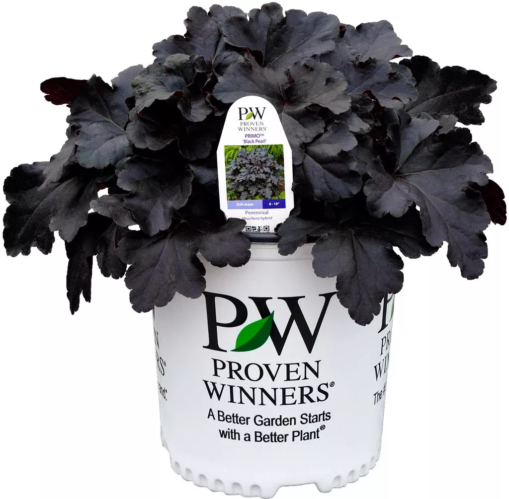 Heuchera Primo Black Pearl Coral Bells - 1 Gallon