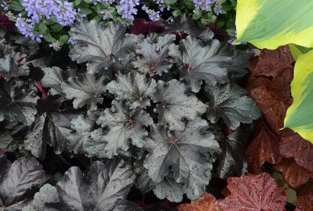 Heuchera PRIMO 'Black Pearl'