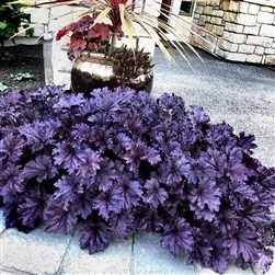 HEUCHERA PURPLE FOREVER ULTRA-PURPLE GLOSSY FOLIAGE WITH FLUTED EDGES Z 4-9