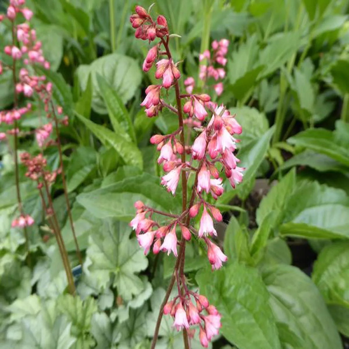 Heuchera Shimmer Cutie Seriescoral bells