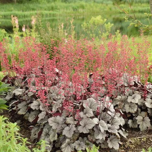 Heuchera 'Silver Gumdrop' PP29207- Dolce Silver Gumdrop Heuchera