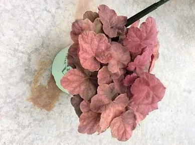HEUCHERA V. ‘LAVA LAMP’19CM PTW
