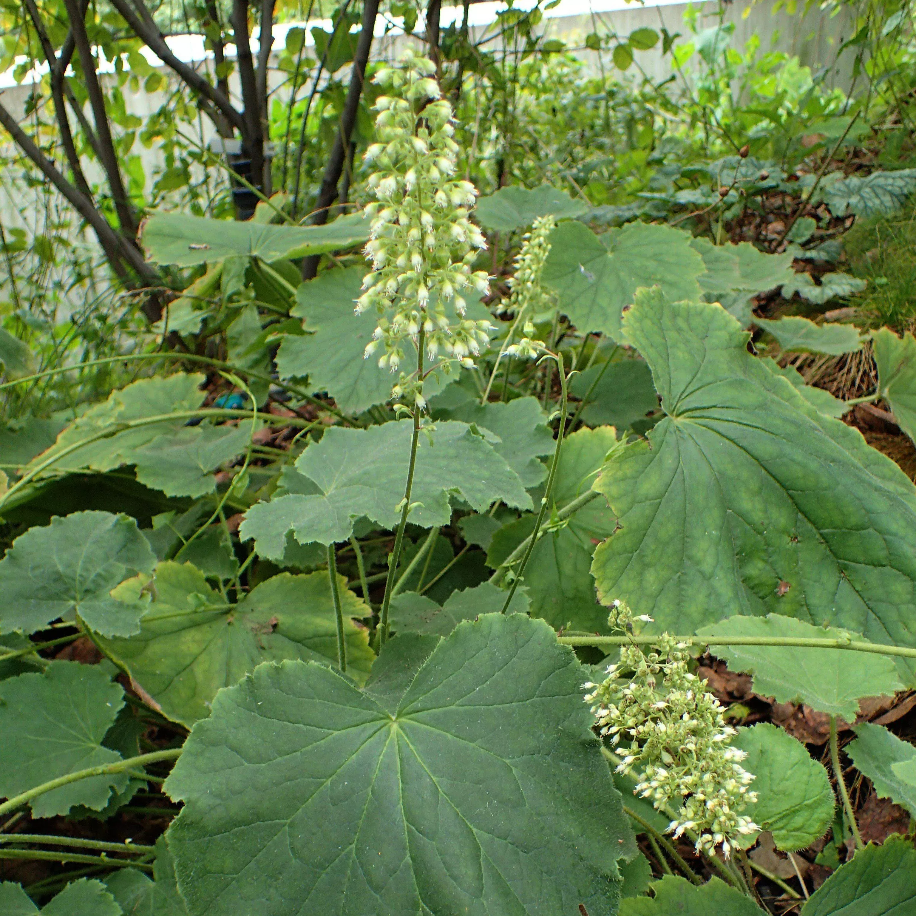 Heuchera villosa 'Autumn Bride'- Autumn Bride Coral Bells