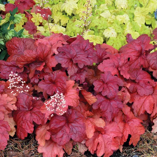 Heuchera x 'Fire Alarm' / Coral Bells
