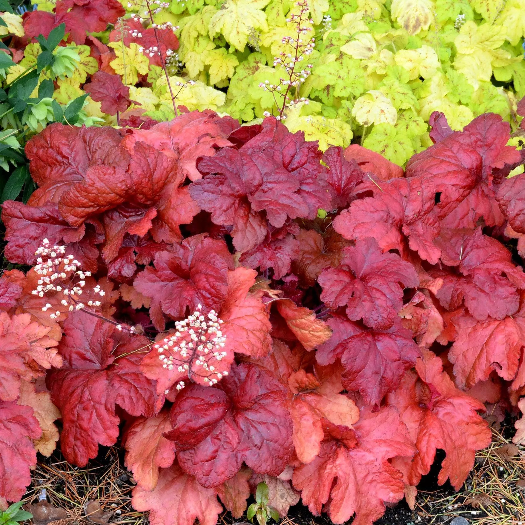 Heuchera x 'Fire Alarm' PP #24,525- Fire Alarm Heuchera