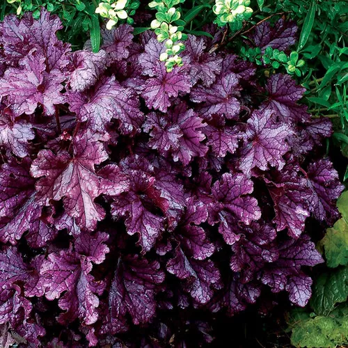 Heuchera x 'Forever Purple' / Coral Bells