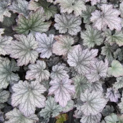 Heuchera x 'Frosted Violet'- Frosted Violet Coral Bells