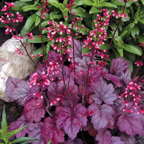 Heuchera x 'Grape Soda' / Coral Bells