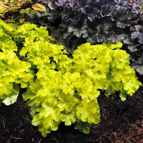Heuchera x 'Lemon Supreme' / Coral Bells
