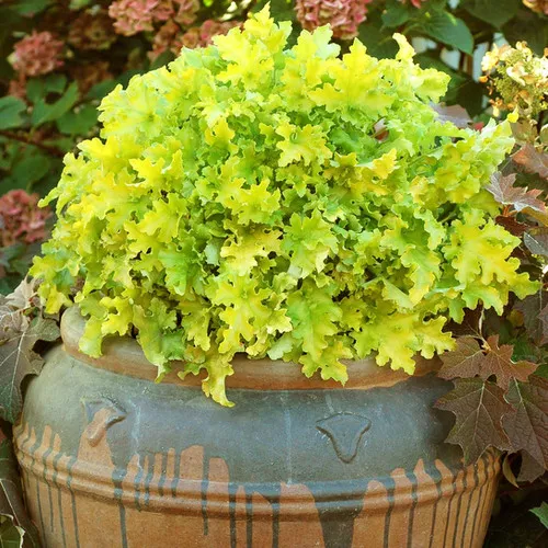 Heuchera x 'Lime Marmalade' / Coral Bells