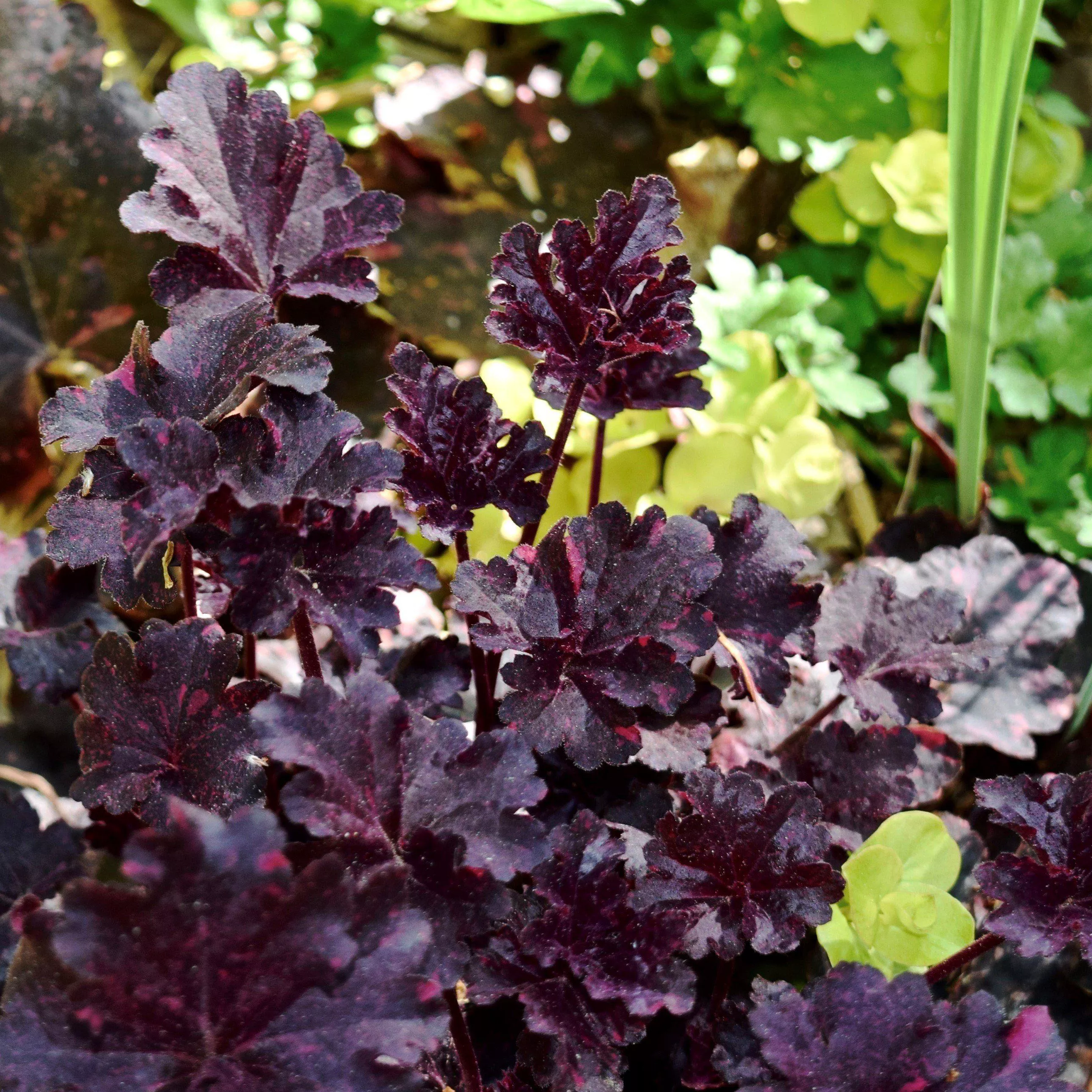 Heuchera x 'Midnight Rose'- Midnight Rose Coral Bells