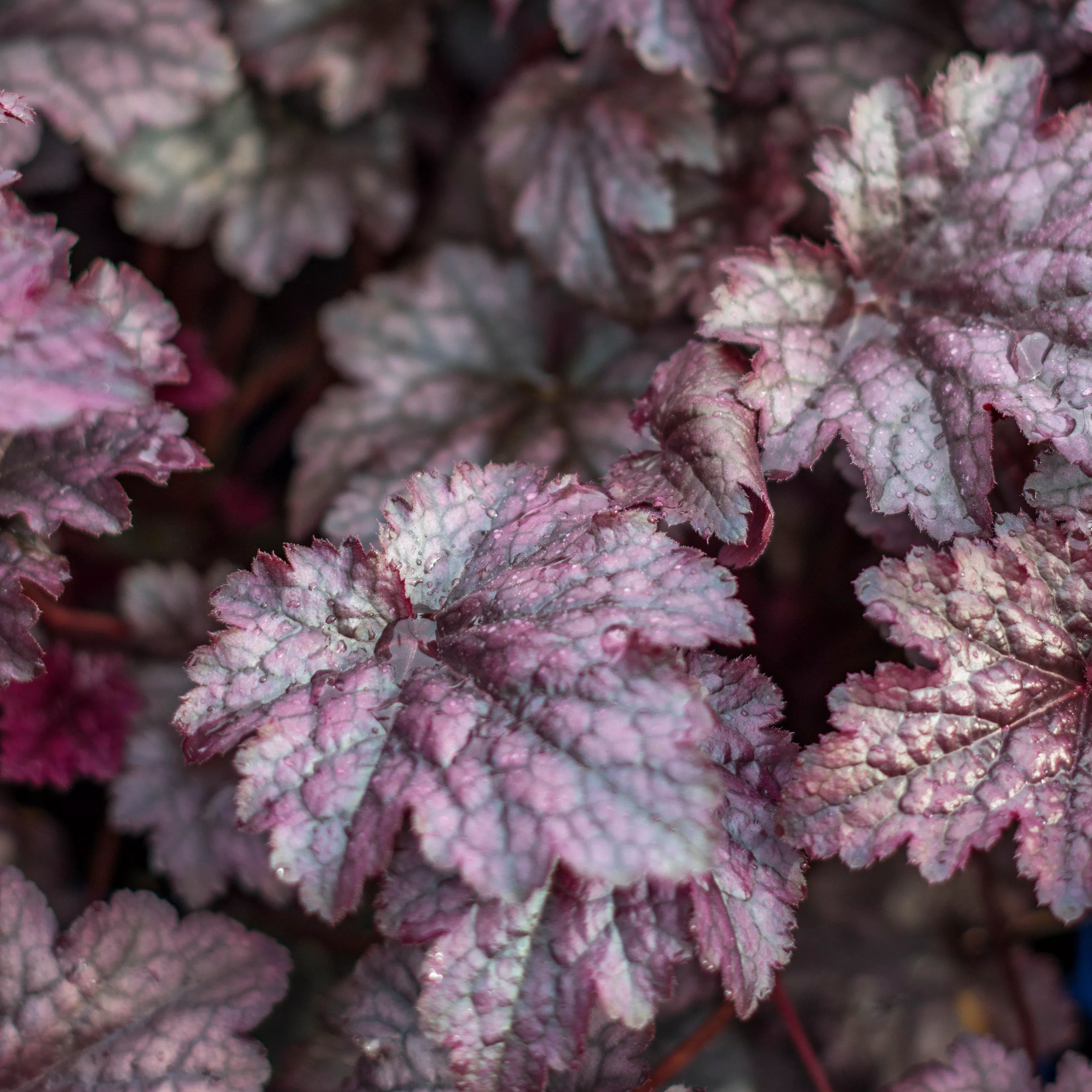 Heuchera x 'Plum Pudding'- Plum Pudding Coral Bells, Heuchera