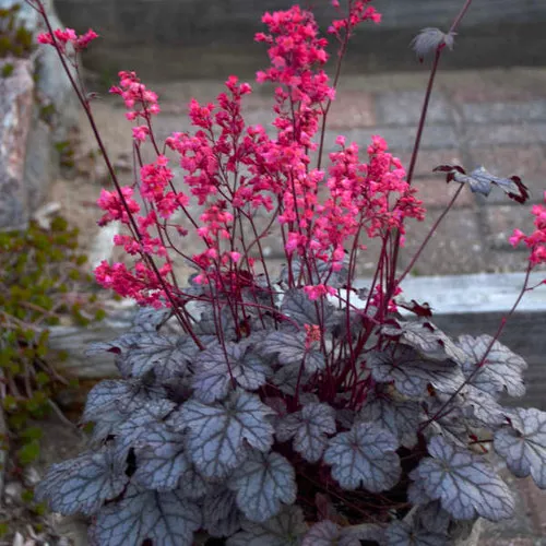Heuchera x 'Timeless Treasure' / Coral Bells
