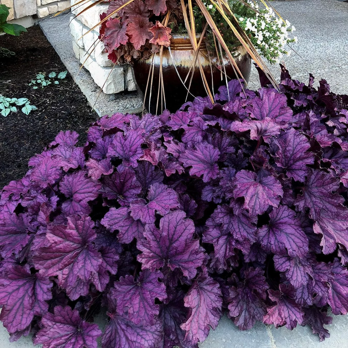 Heuchera x 'TNHEUFP'- Forever Purple Coral Bells