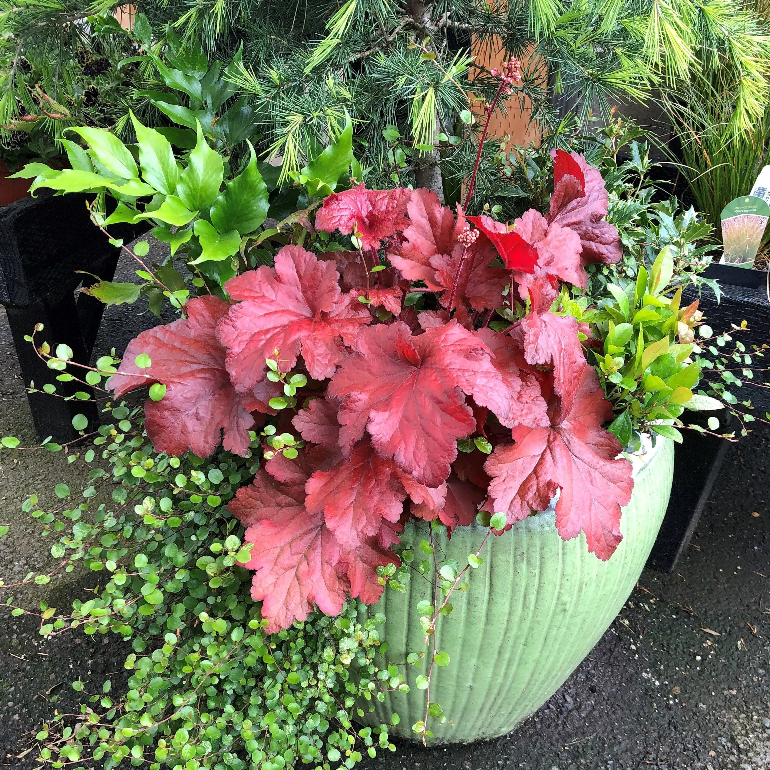 Heuchera x 'TNHEUFR'- Forever Red Heuchera, Coral Bells