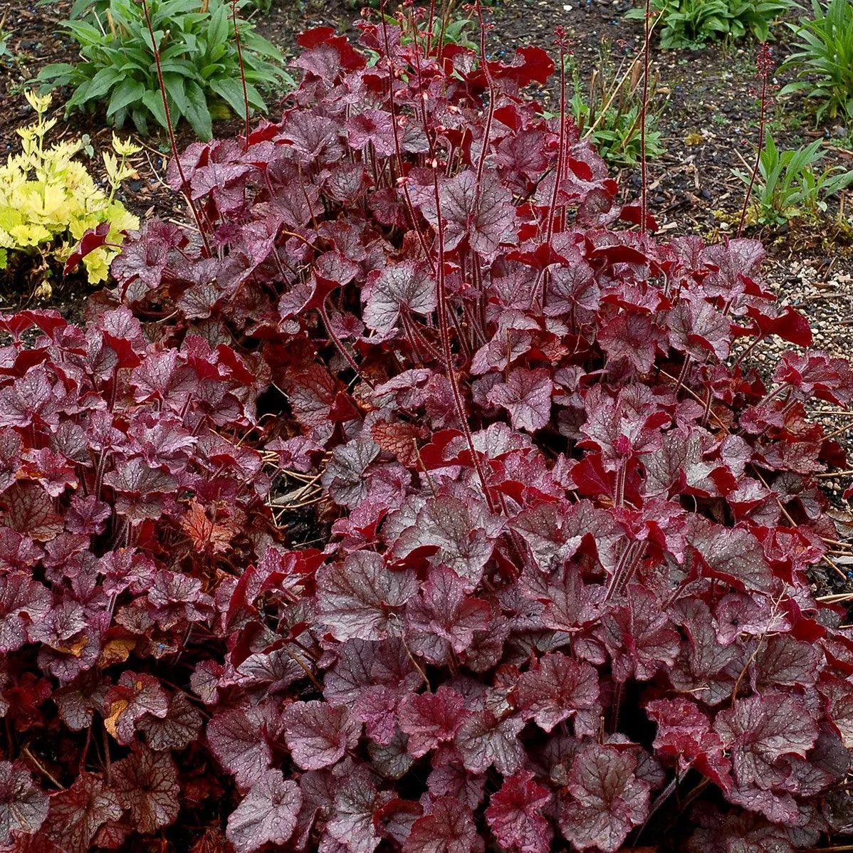 Heuchera x 'TNHEUNES' PP29632- Northern Exposure™ Silver Heuchera