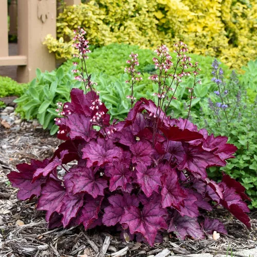 Heuchera x 'Wild Rose' / Coral Bells