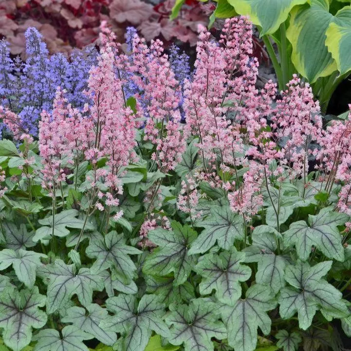 Heucherella ‘Pink Fizz’- Pink Fizz Foamy Bells