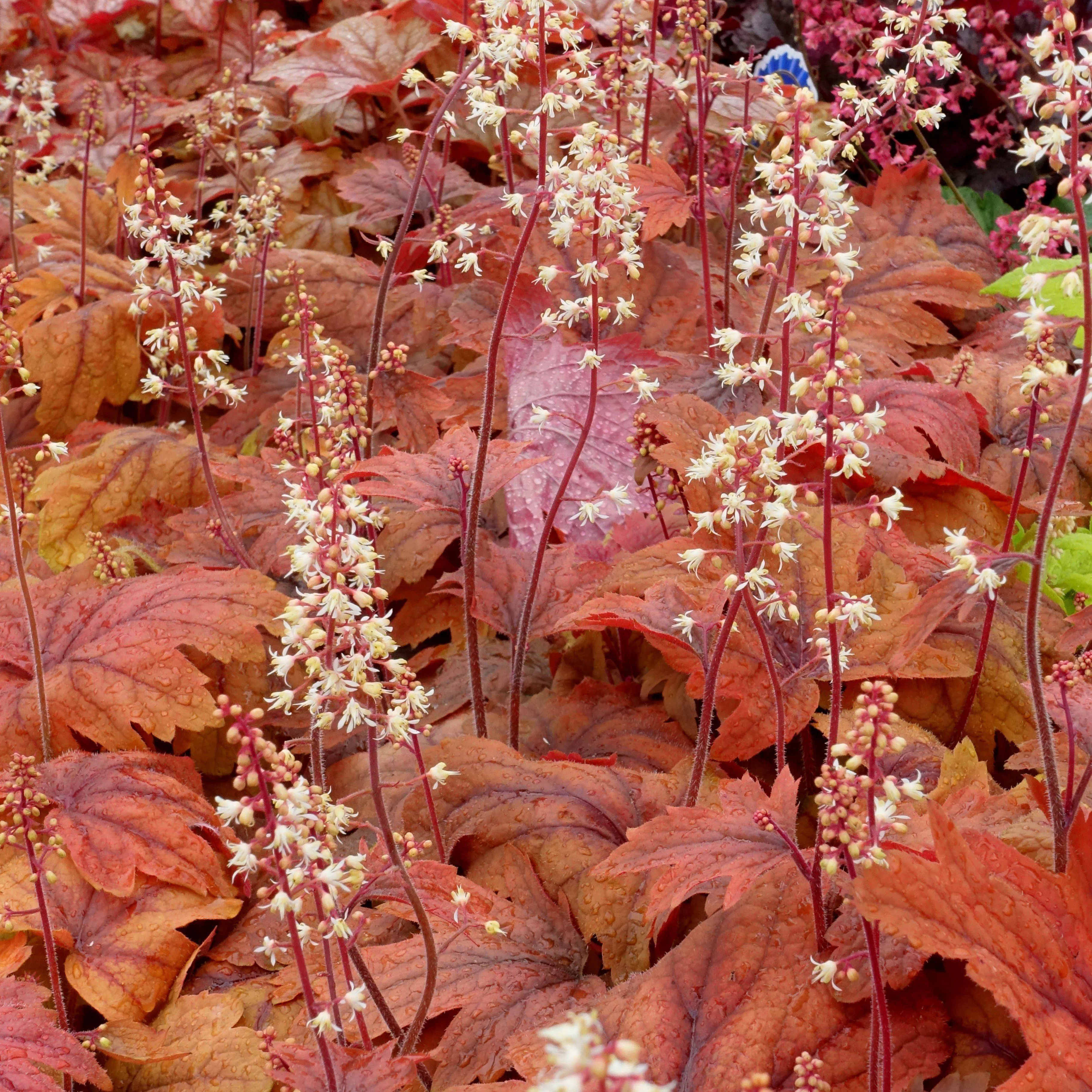 Heucherella 'Sweet Tea'- Sweet Tea Foamy Bells
