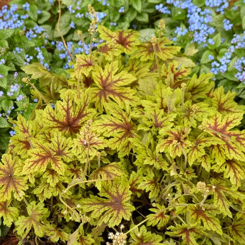 Heucherella x 'Fun & Games Capture The Flag' / Foamy Bells