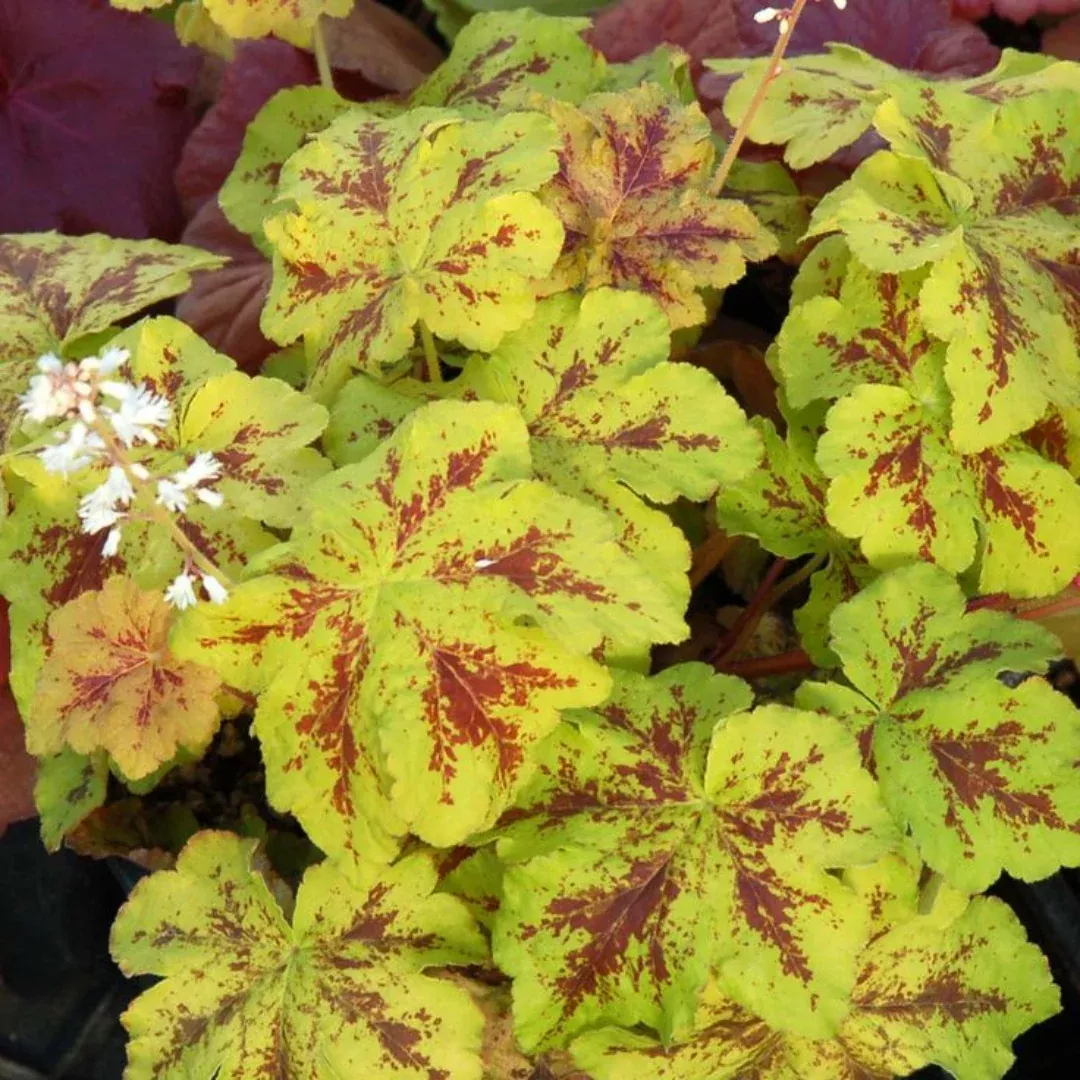 Heucherella Yellowstone Falls
