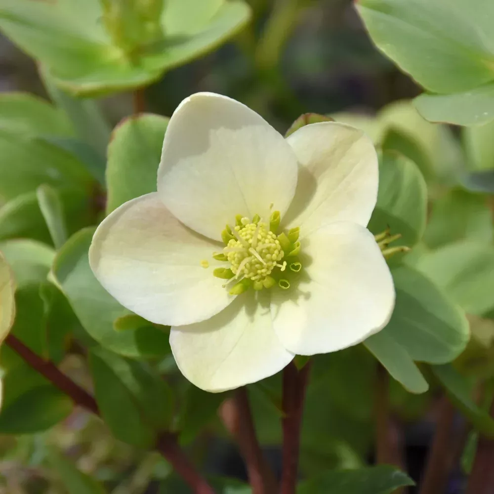 HGC Champion Hellebore