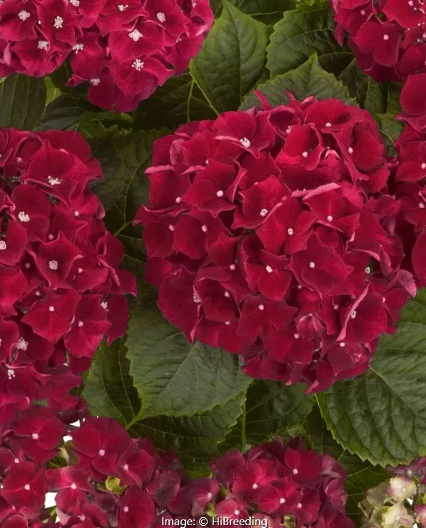 Hi™Hydrangea Vars