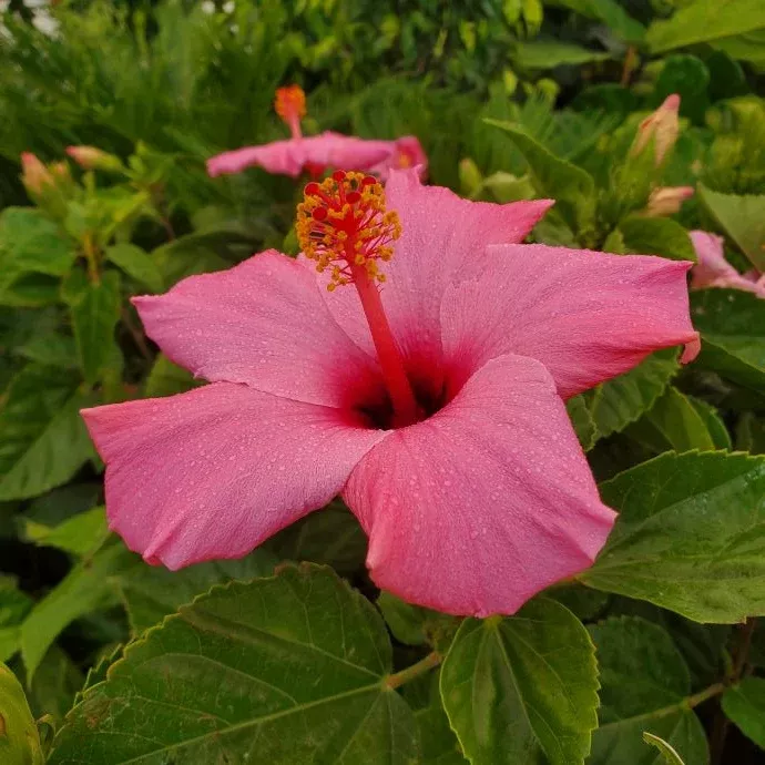 Hibiscus Braid/Standard