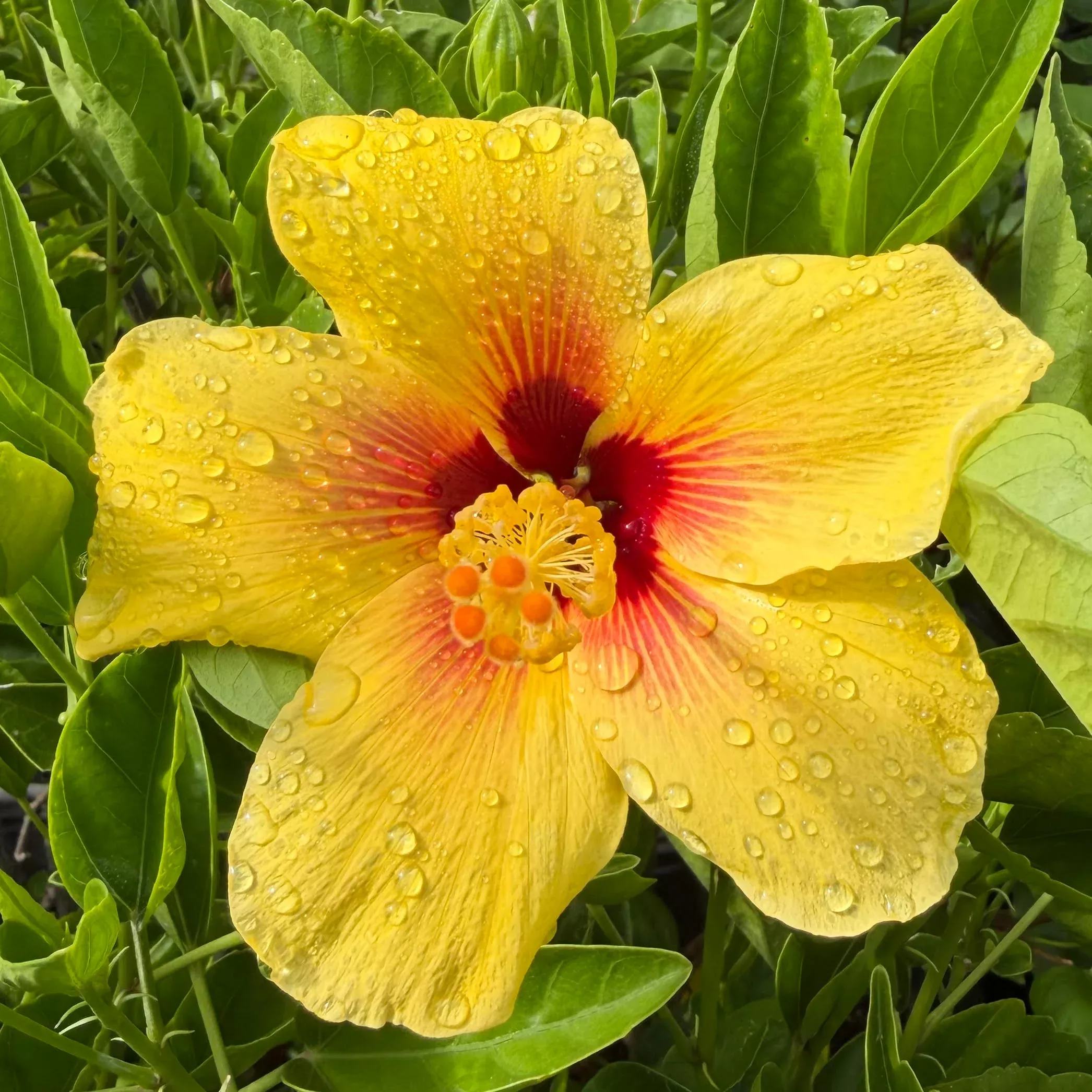 Hibiscus 'California Gold'