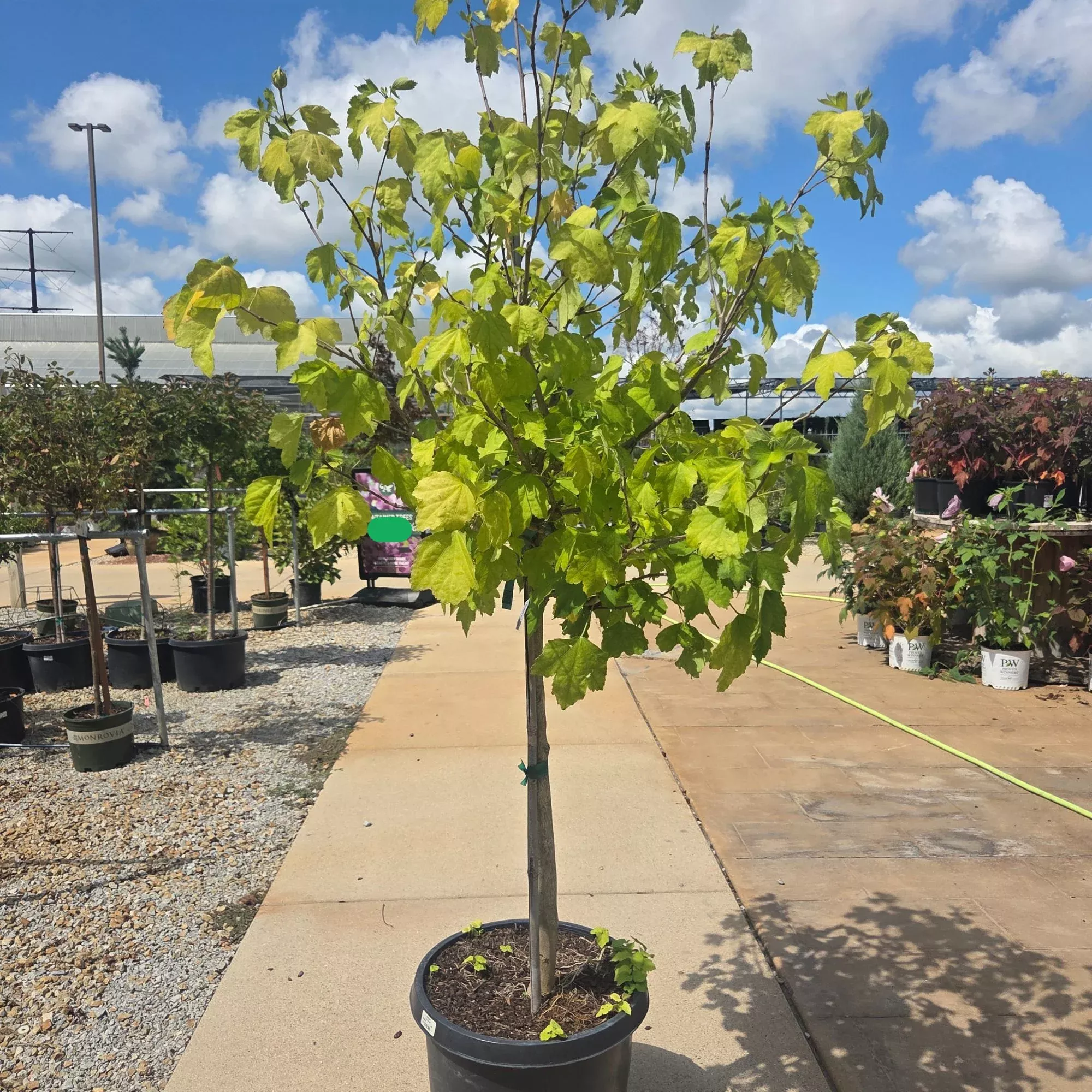 Hibiscus Full Blast Tree - Hibiscus syriacus - 15 Gallon Potted Tree