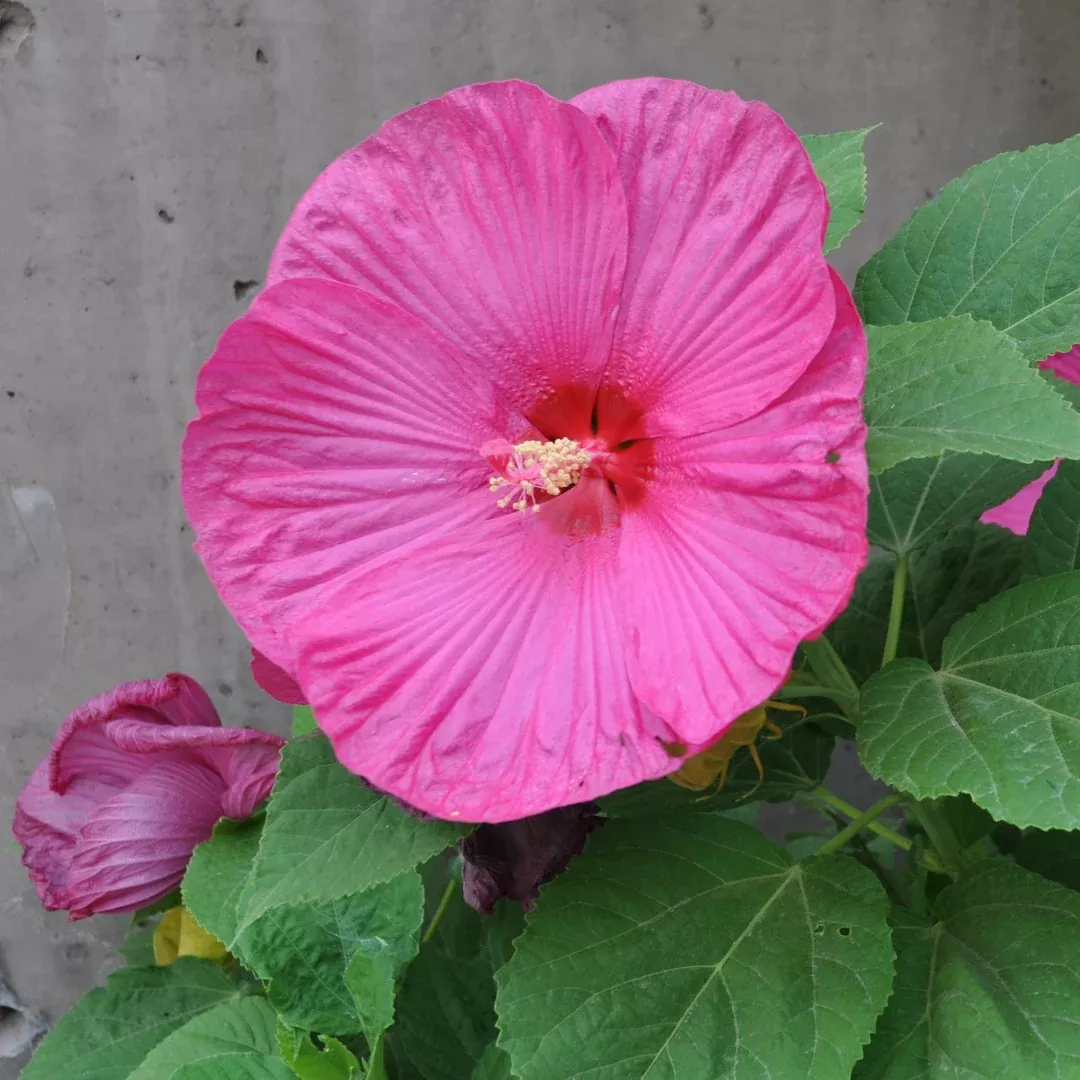 Hibiscus 'Luna Rose'