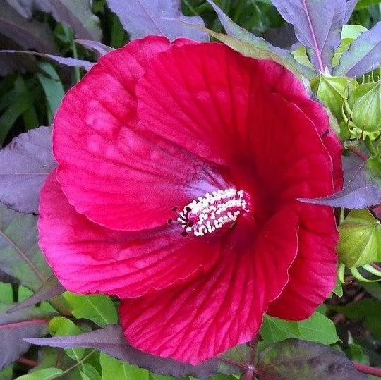 Hibiscus 'Midnight Marvel'- Midnight Marvel Red Leaf Hibiscus