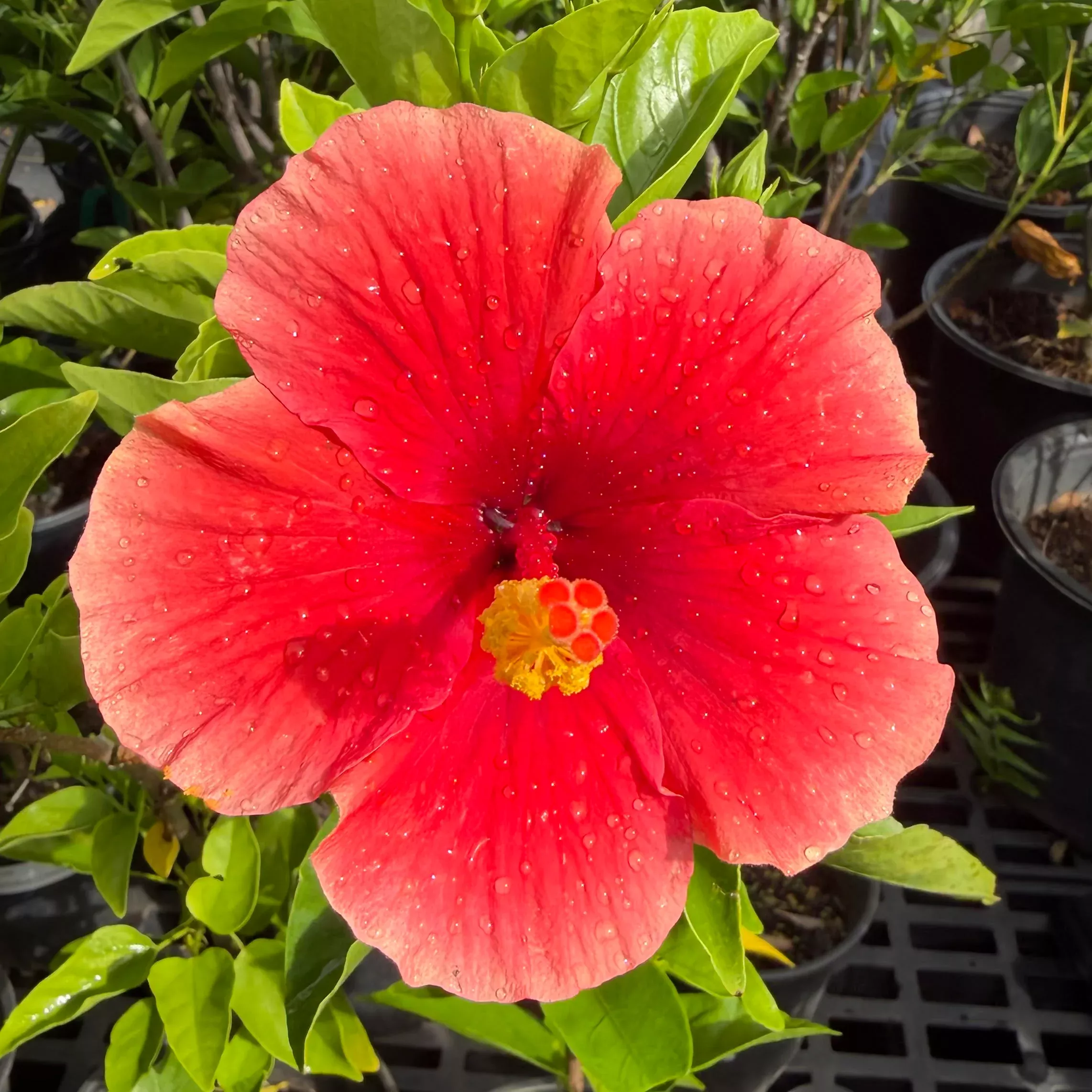 Hibiscus 'Red-Yellow'