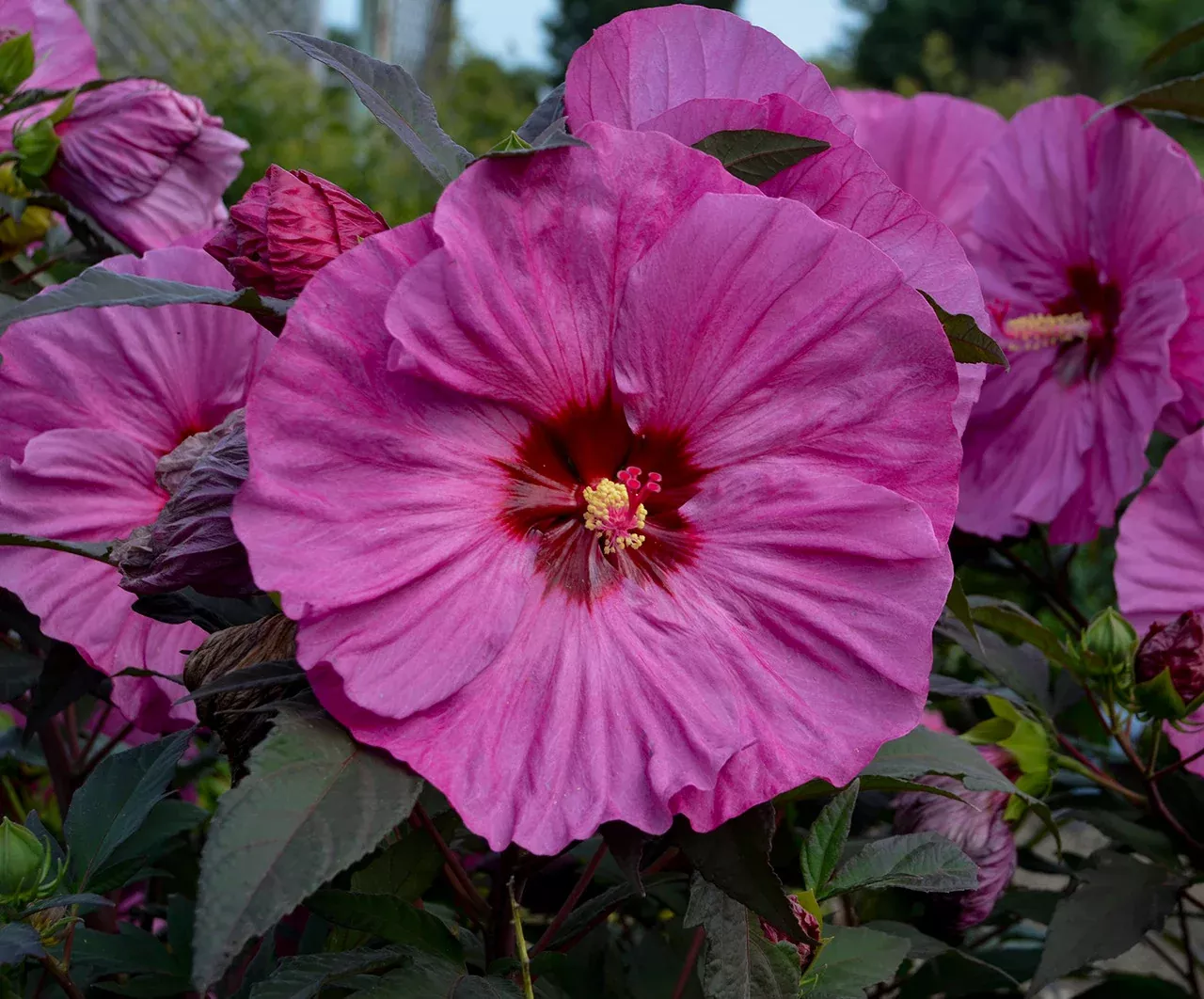Hibiscus Summerific 'Berry Awesome'