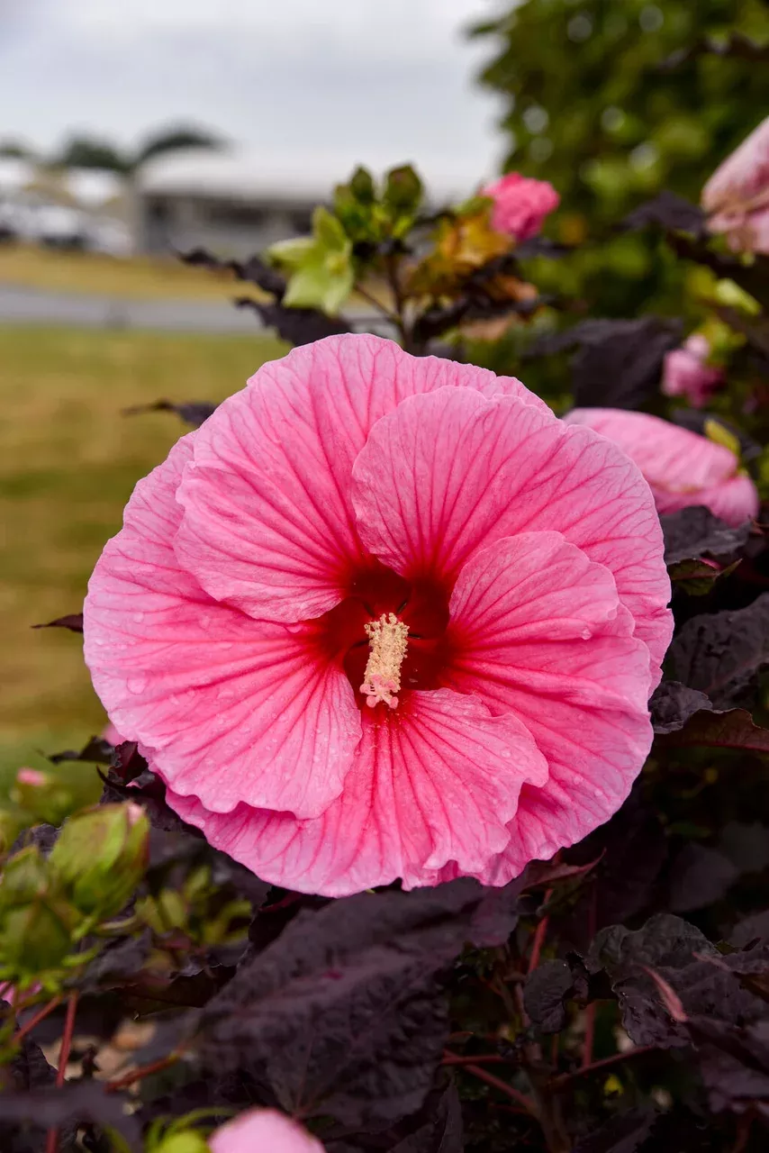 Hibiscus Summerific 'Edge of Night'