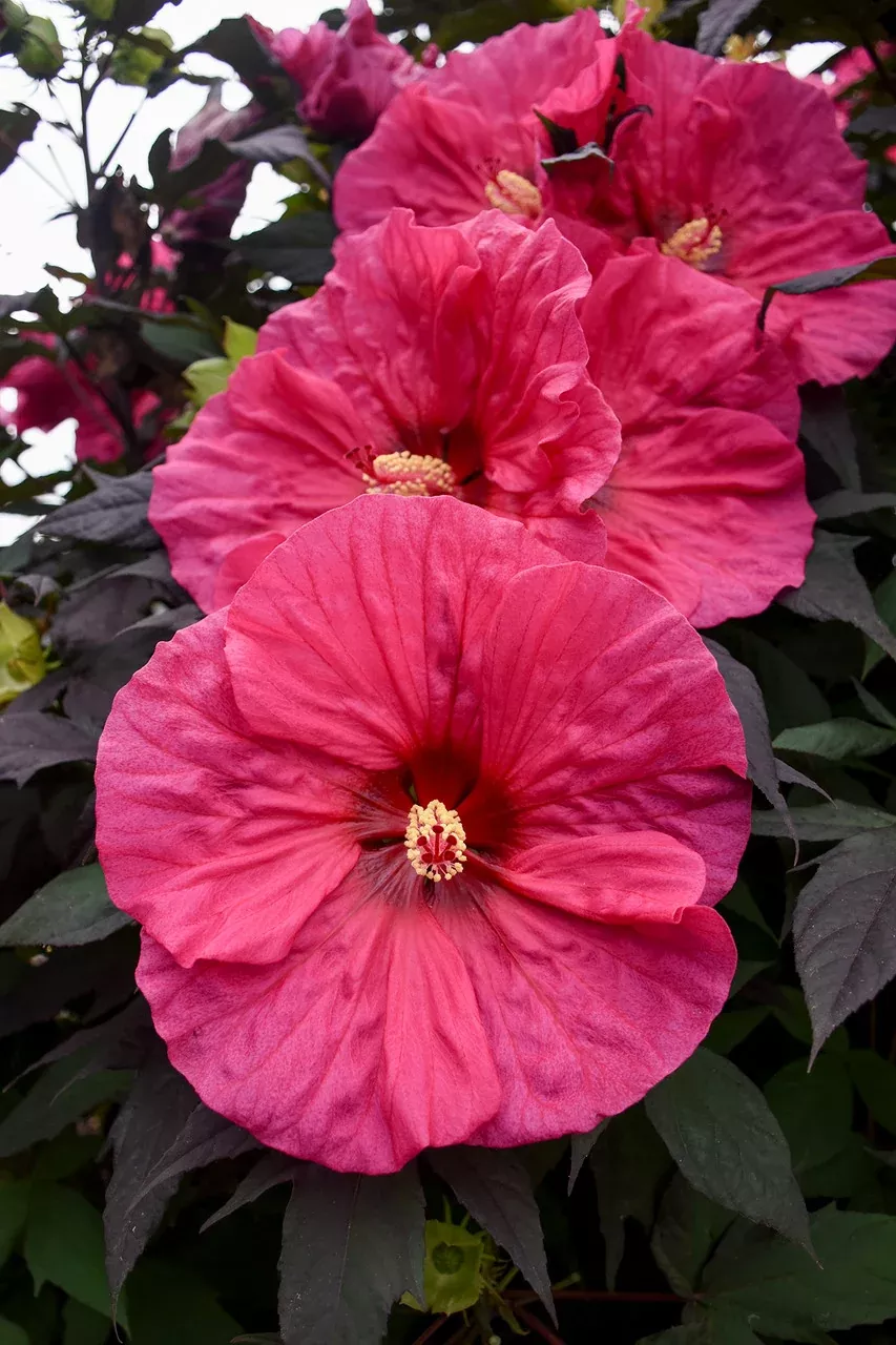 Hibiscus Summerific 'Evening Rose'
