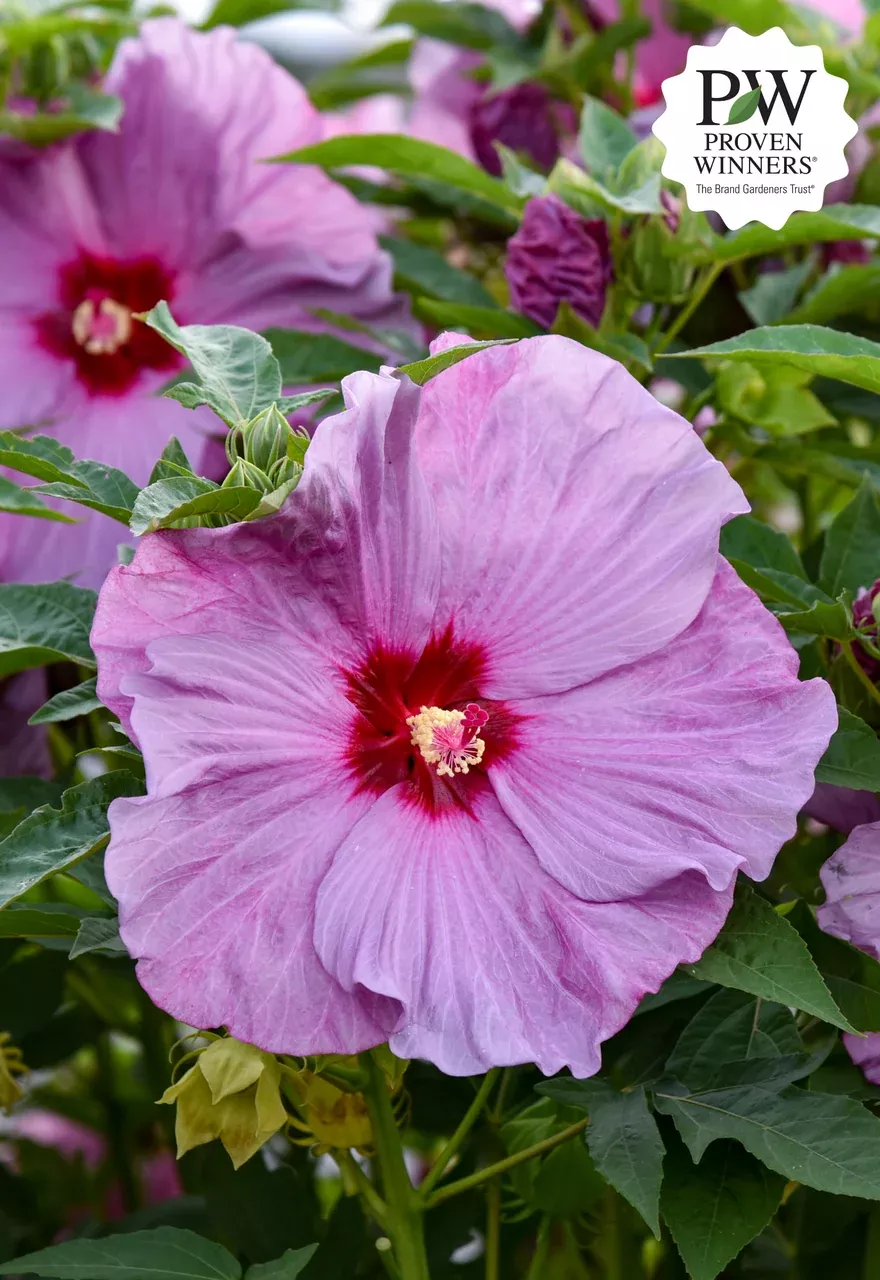 Hibiscus Summerific 'Lilac Crush'