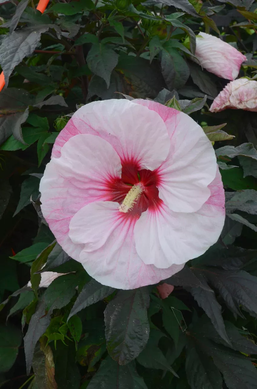 Hibiscus Summerific 'Perfect Storm'