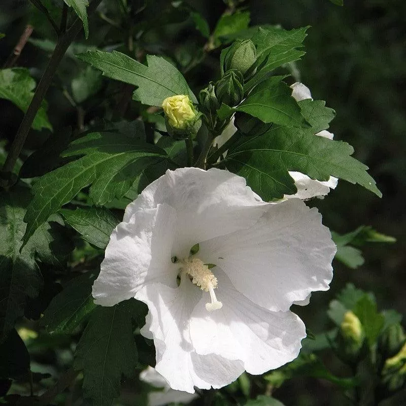 Hibiscus syriacus 'Diana'- Diana Hibiscus