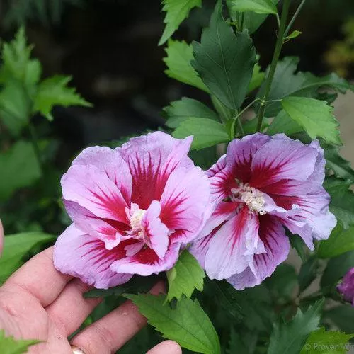 Hibiscus syriacus 'Gandini Santiago'- Purple Pillar Rose of Sharon