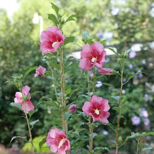 Hibiscus syriacus 'GFNHSRP'- Red Pillar Rose of Sharon