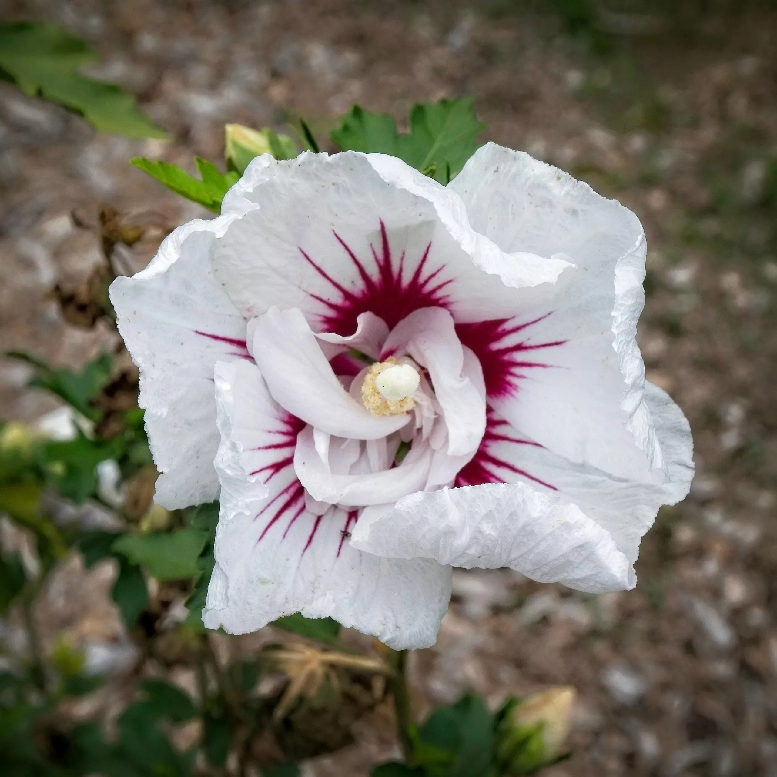 Hibiscus syriacus 'MINFREN'- First Editions Bali™ Hibiscus