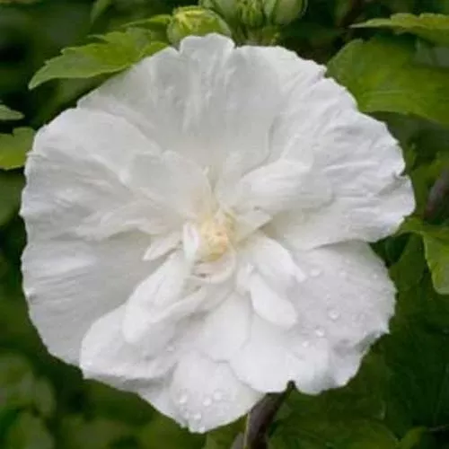Hibiscus syriacus 'Notwoodtwo'- White Chiffon Rose of Sharon
